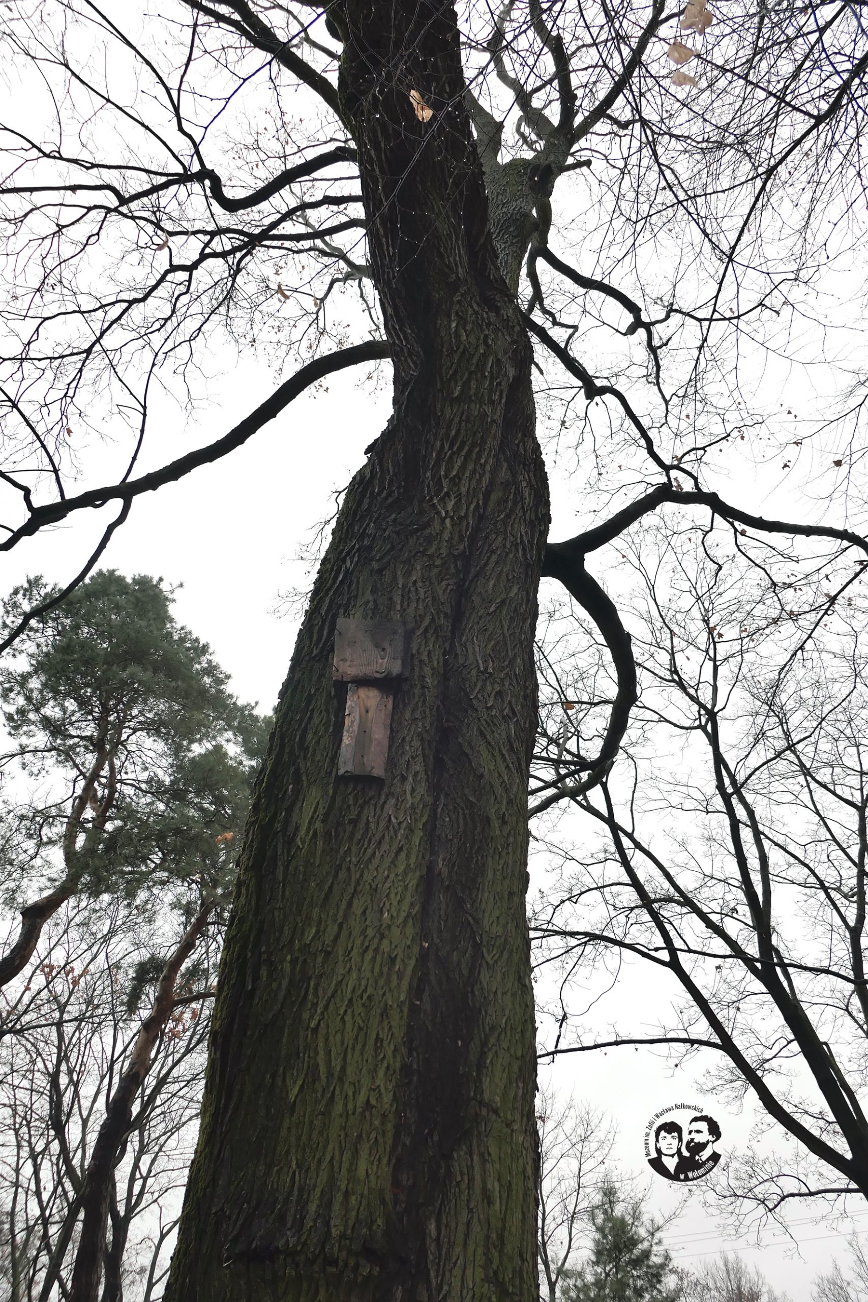 Fotografia kolorowa pionowa, przedstawiająca klon